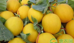 吃瓜爆料四大瓜是指什么,娱乐圈幕后真相大曝光